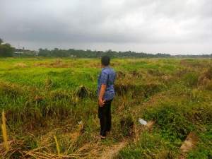 Sawah Tak Bisa Ditanam Padi, Petani di Desa Bunar Menjerit