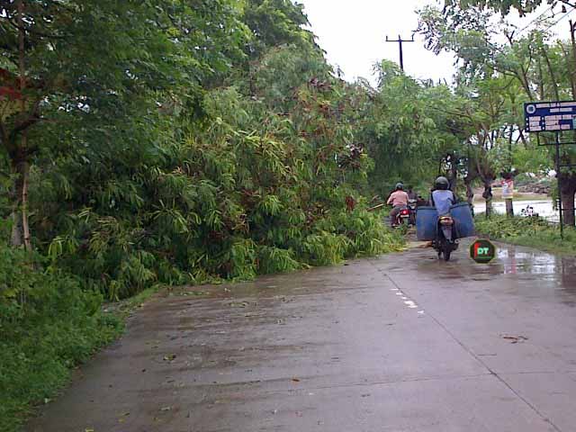 Angin Kencang Tumbangkan Banyak Pohon2