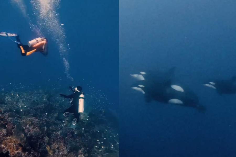 Momen Epik! Penyelam Ini Bertemu Paus Orca di Lautan Sulawesi Utara