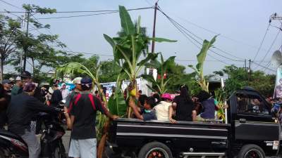 Warga Taman Royal Tanam Pisang di Jalan