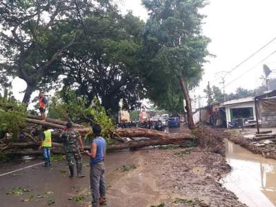 Waduh!! Pohon Tumbang Akibat Pembangunan Selokan