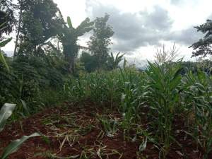  Lahan pertanian jagung yang mengalami gagal panen, karena dirusak oleh Babi Hutan. (detakbanten/aden)