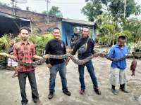 Warga Tanjungbalai Geger dengan Temuan Ular Piton Besar