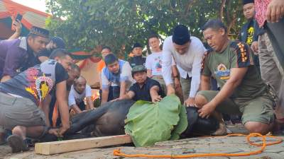 Wakil Walikota Cilegon Sanuji Pentamarta menyembelih sendiri sapi kurbannya, Minggu (10/7/2022).