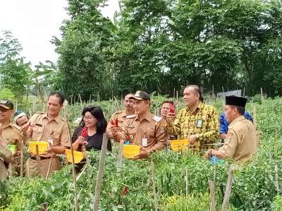 Dukung Ketahanan Pangan, Mad Romli Panen Raya Cabai di Kronjo