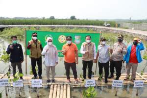 Kadis Perikanan Tanam 1000 Mangrove Bareng Anggota MPR dan Mahasiswa
