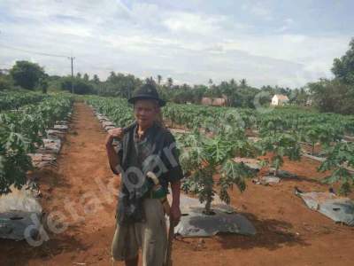 Dana Desa untuk Budidaya Pohon Pepaya California