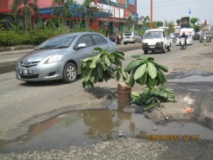  TANAMAN PINDAH KE JALAN RAYA