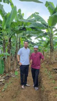 Mengenal Sosok H.Agus Kosasih, Sang Pelopor Pisang Barangan Jumbo Merah Dari Kabupaten Bogor