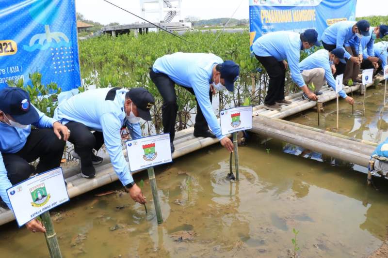 Sekda Dampingi Alumni IPB Tanam Mangrove di Mauk