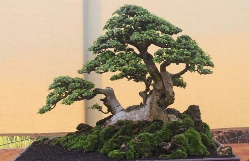  Ilustrasi Bonsai. (Bibitonline)