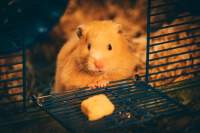 Hamster. (Jie Wang via Unsplash)