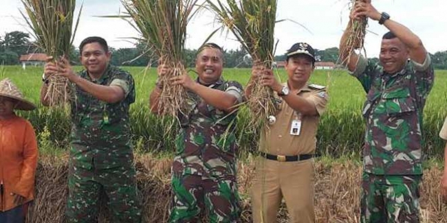 Koramil 18 Jatiuwung dan Kodim 0506 Gelar Panen Raya