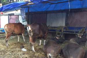 Salah Satu Tempat Penjualan Hewan Kurban di Tangsel