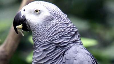 Burung Beo Sering Mengejek Pengunjung, Akhirnya di Isolasi