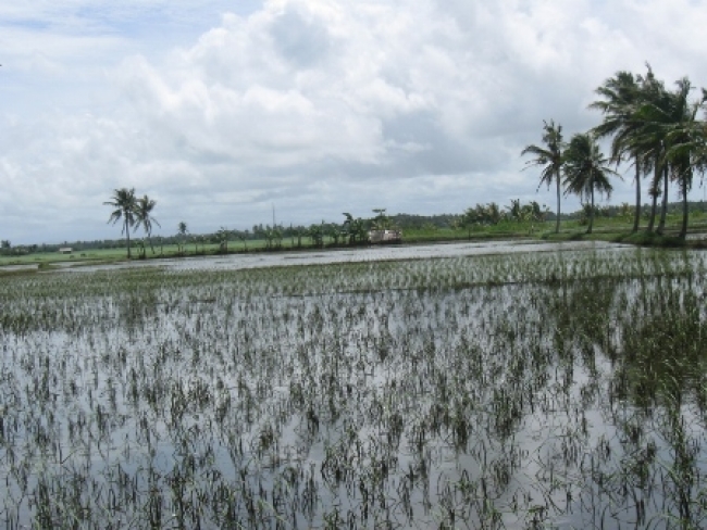 Musim Penghujan, Petani Sawah Terancam Gagal Panen