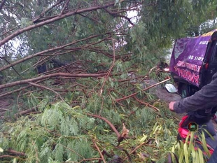 Angin Kencang Landa Pakuhaji, Banyak Pohon Tumbang