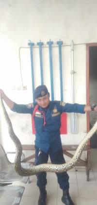 Masyarakat Cimuncang Digegerkan Ular Sanca Sepanjang 2,5 Meter
