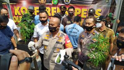 Tiga Pemuda Penanam Ganja di Pedurenan, Karang Tengah Dibekuk Polisi