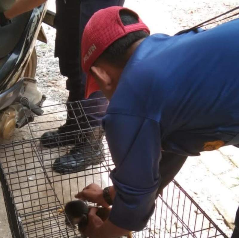 Takut Melanggar Aturan, Warga Curug Serahkan Hewan Peliharaan ke BPBD