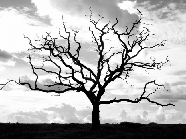 Terkait Sejumlah Pohon Mati, Ini Jawaban BLH