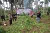 Polda Banten Musnahkan 3 Hektar Ganja di Aceh Utara