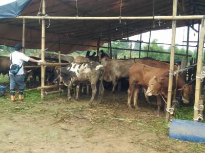 Masa Pandemi Covid 19, Prediksi Pedagang Hewan Qurban Alami Penurunan