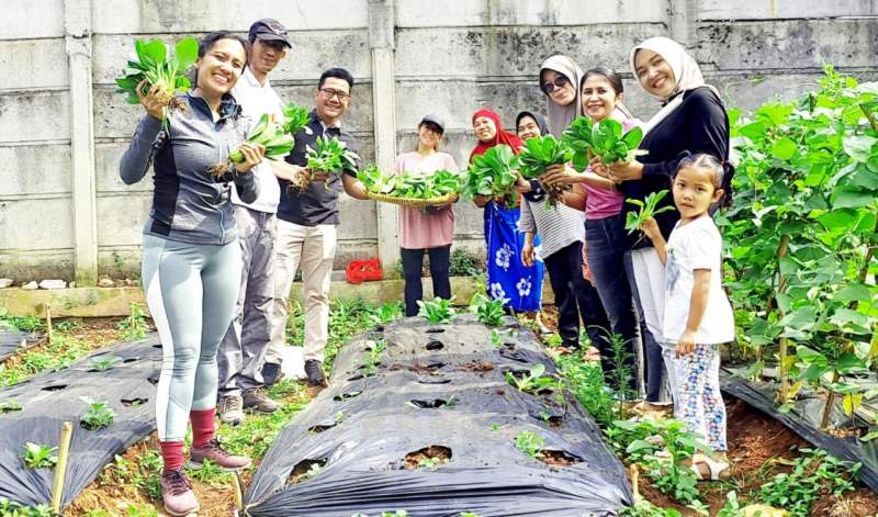 Lurah Perigi Baru Ade Helmi bersama kader PKK dan warga saat panen sayuran Pakchoy di fasos-fasum klaster Althia Park, Perigi Baru.