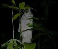 Pocong Jadi - Jadian di Desa Merak Resahkan Warga