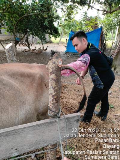 Teknologi Inseminasi Buatan untuk Peternak Sapi di Pessel