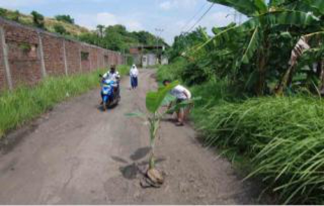 Warga Tanam Pohon Pisang Karena Jalan Rusak