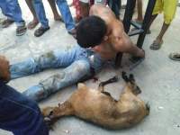 Maling kambing.