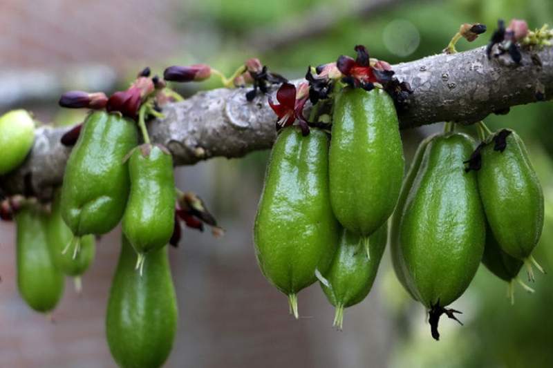 Belimbing wuluh di pohon. (Junaidi Hanafiah/Mongabay Indonesia)