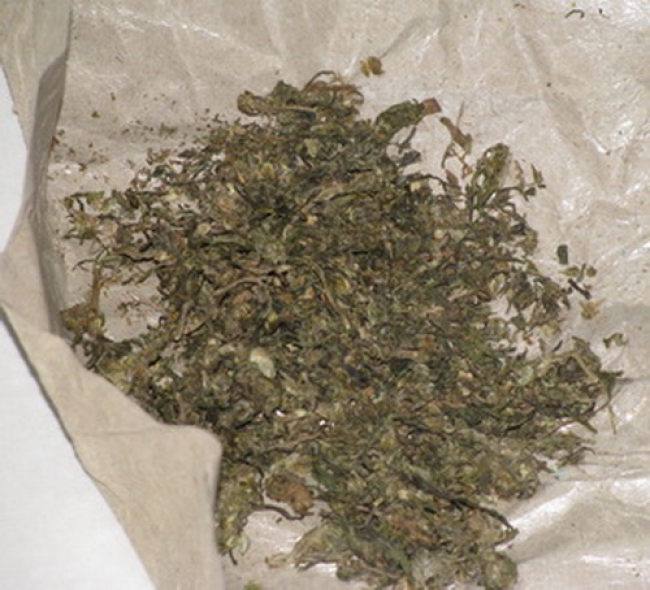 Sindikat Pengedar Ganja Kembali di Amankan Polres Serang