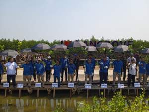 PT Mayora Group Tanam 7.500 Pohon Mangrove di Mauk