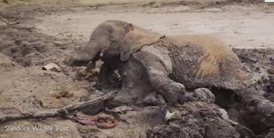 Penyelamatan Dramatis 2 Ekor Gajah Terjebak dalam Lumpur