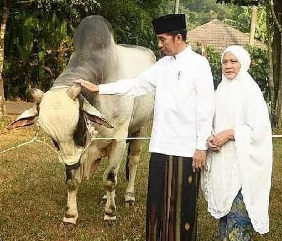 Idul Adha 1441 Hijriah, Presiden Jokowi Kurban Sapi di 34 Provinsi