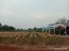 Horee, Tanaman Jagung Diatas Lahan 2 Hektar di Sindang Jaya Besok Dipanen