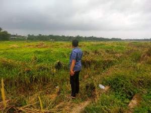 Kondisi Area pesawahan desa Bunar dipenuhi rumput seringgi 1 meter