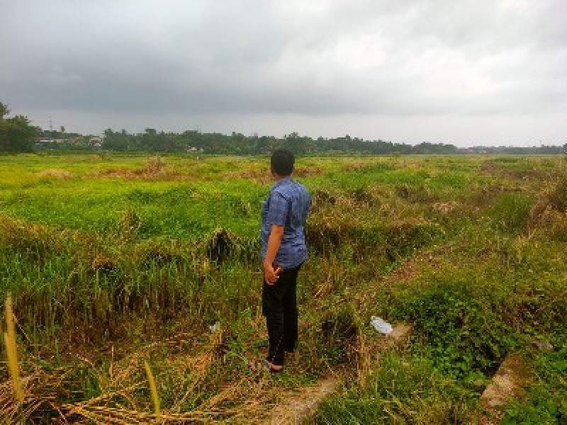 Kondisi Area pesawahan desa Bunar dipenuhi rumput seringgi 1 meter