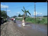 Warga Tanami Pohon Pisang Di Jalan Perbatasan Kota/Kabupaten