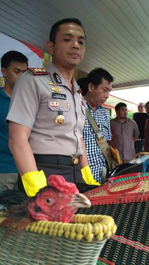 Wakapolres Metro Tangerang AKBP Erwin Kurniawan menunjukkan barang bukti judi sabung ayam.