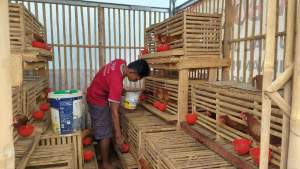 Latih Budidaya Ayam Petelur, Lapas Serang Dorong Motivasi Berwirausaha Warga Binaan