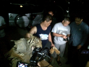 Penjualan Kulit Harimau Sumatra Berhasil Digagalkan BKSD Serang
