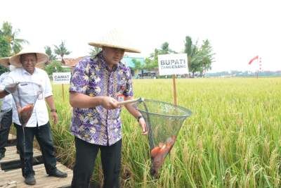 Zaki Panen Padi Demplot Mina di Buaran Bambu
