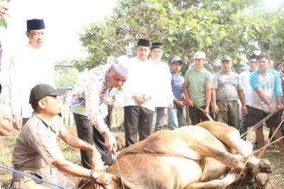 Polda Banten Kurbankan Puluhan Sapi