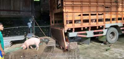 Karantina Cilegon Tolak Puluhan Babi Asal Jawa Tengah