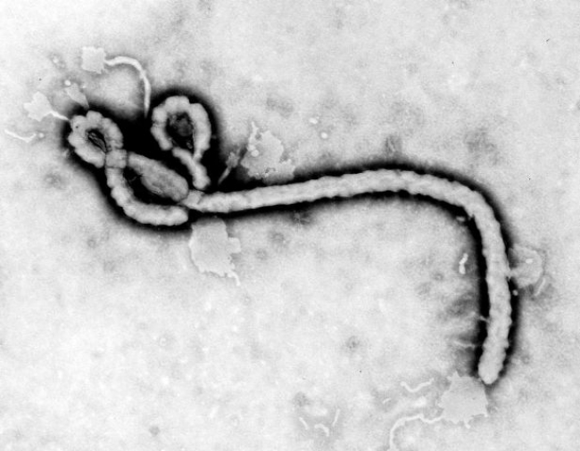 Virus Ebola