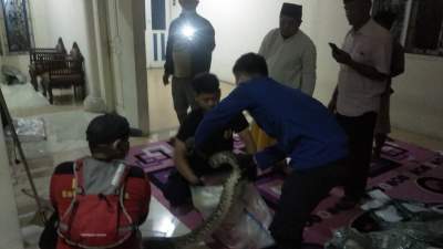 Geger! Tiga Ular Sepanjang 3,5 Meter Masuk Rumah Warga Sukamulya