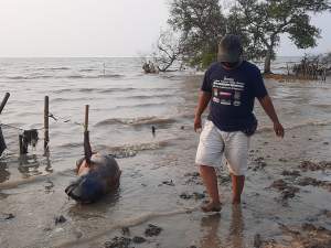 Lumba-lumba Mati Terdampar di Pesisir Pantai Pulau Cangkir Kronjo